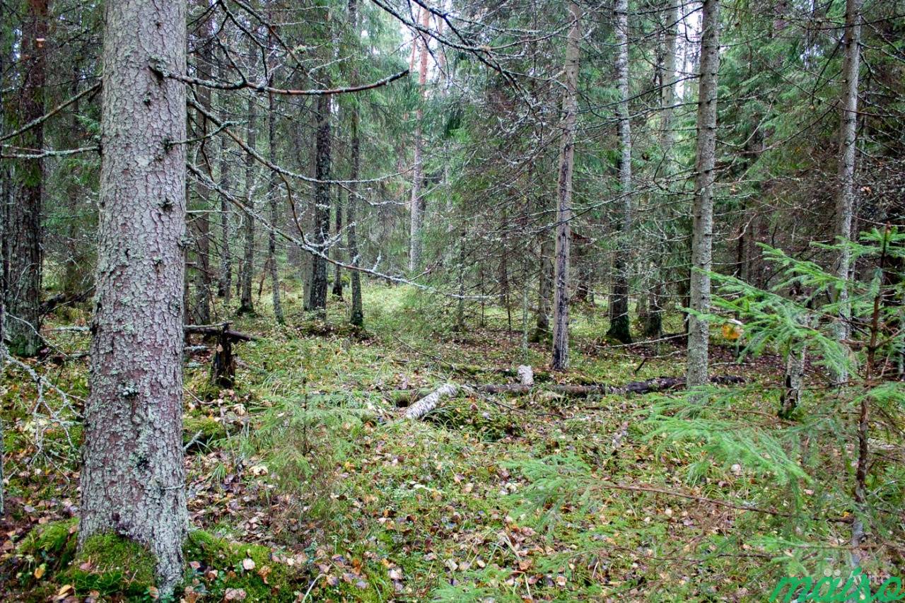 Сапёрное Ленинградская область лес