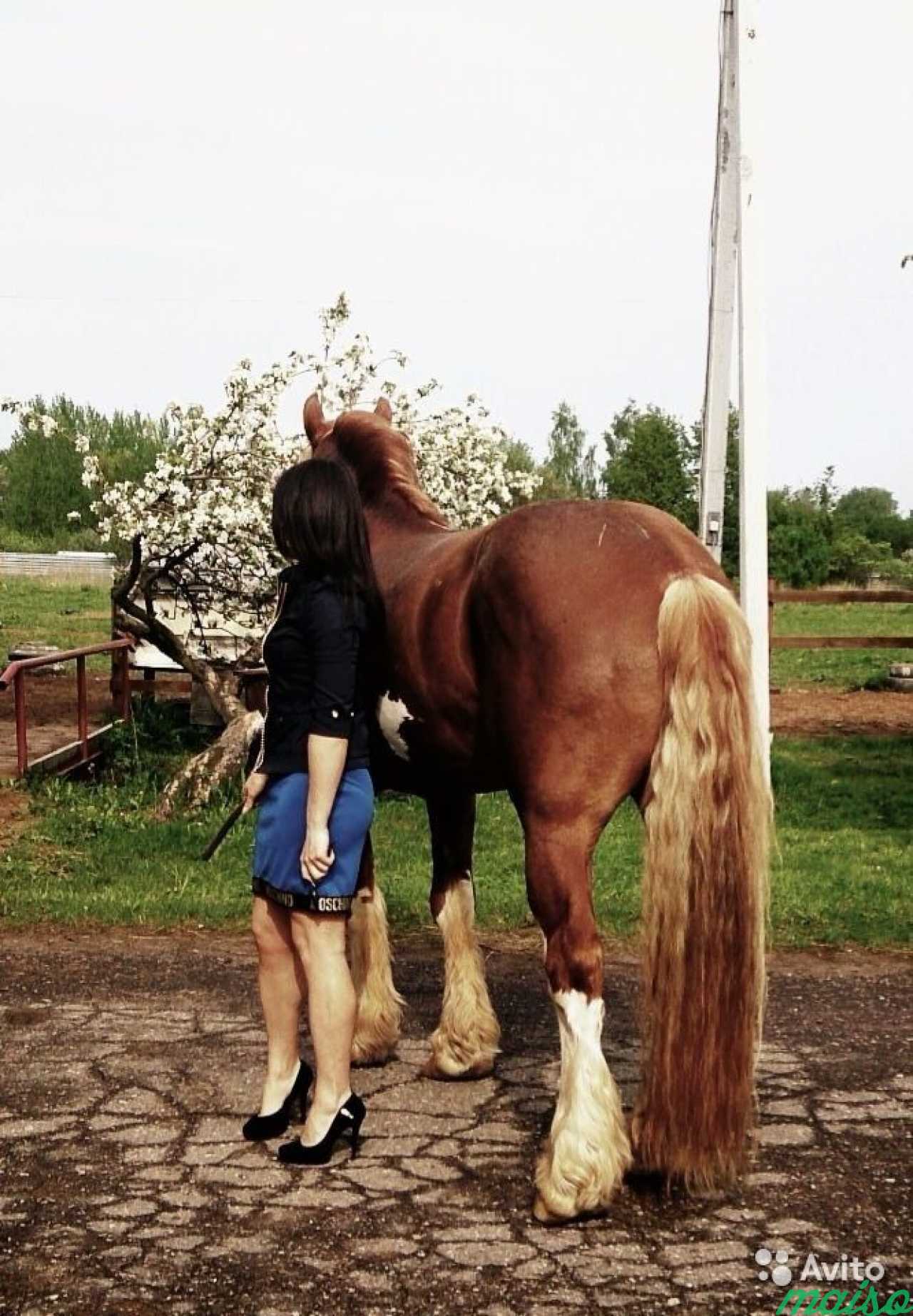 Верховая езда, катание на лошади в Санкт-Петербурге. Фото 6