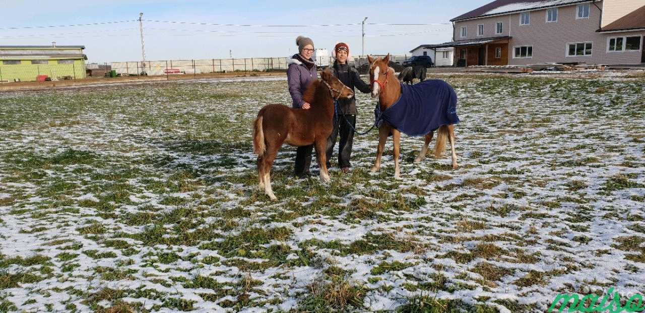 Занятия на лошадях в Санкт-Петербурге. Фото 1
