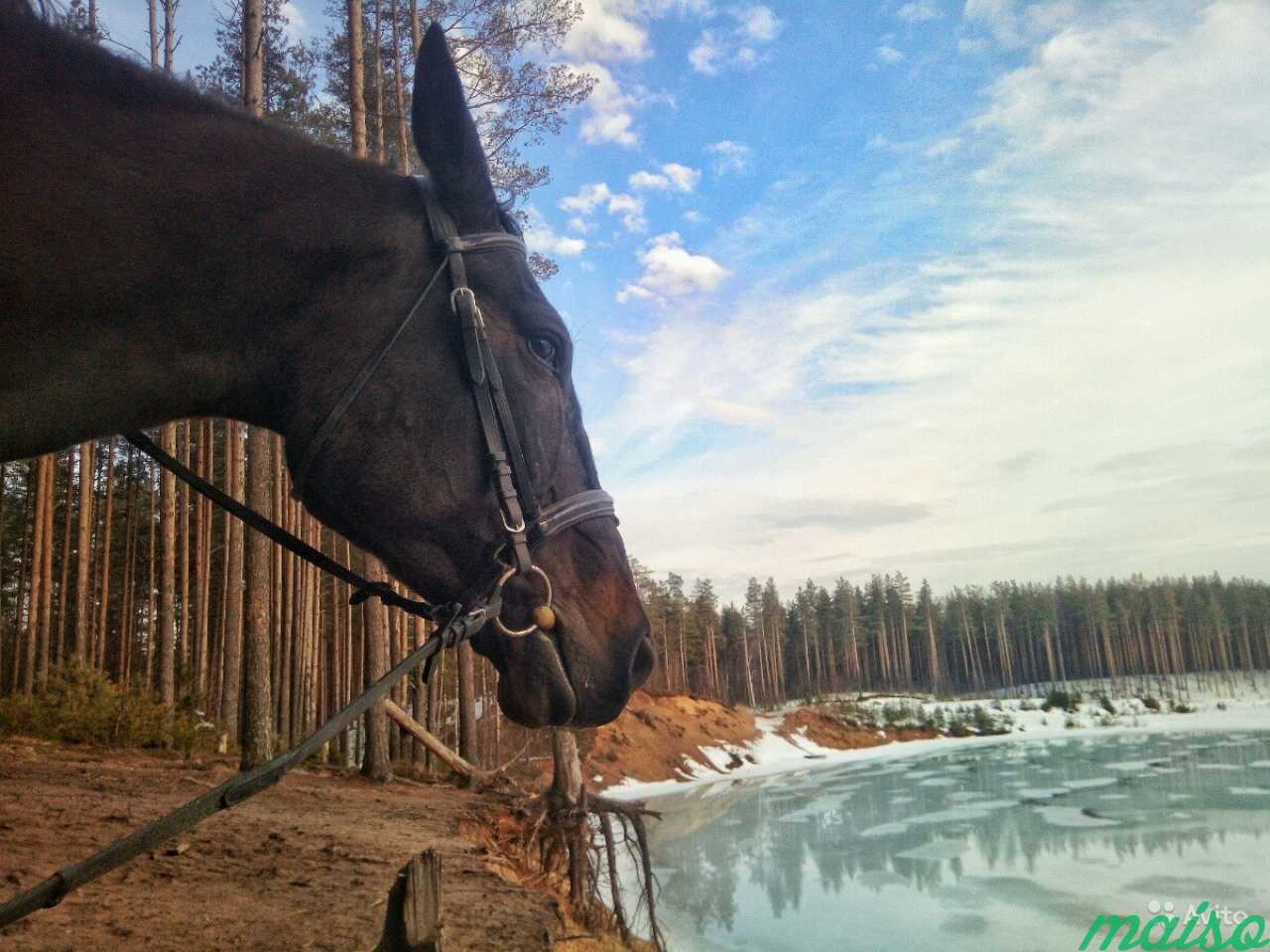 Конно сказочный Хутор Токсово