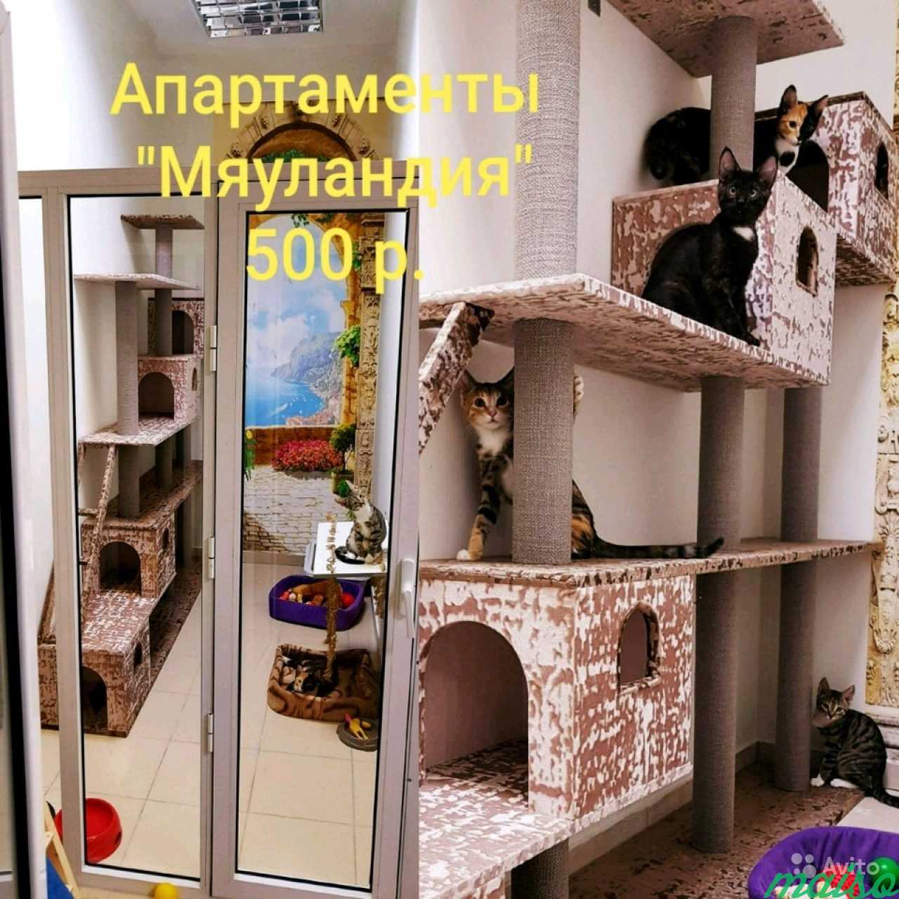 Уютная Зоогостиница для Кошек и мелких грызунов в Санкт-Петербурге. Фото 10