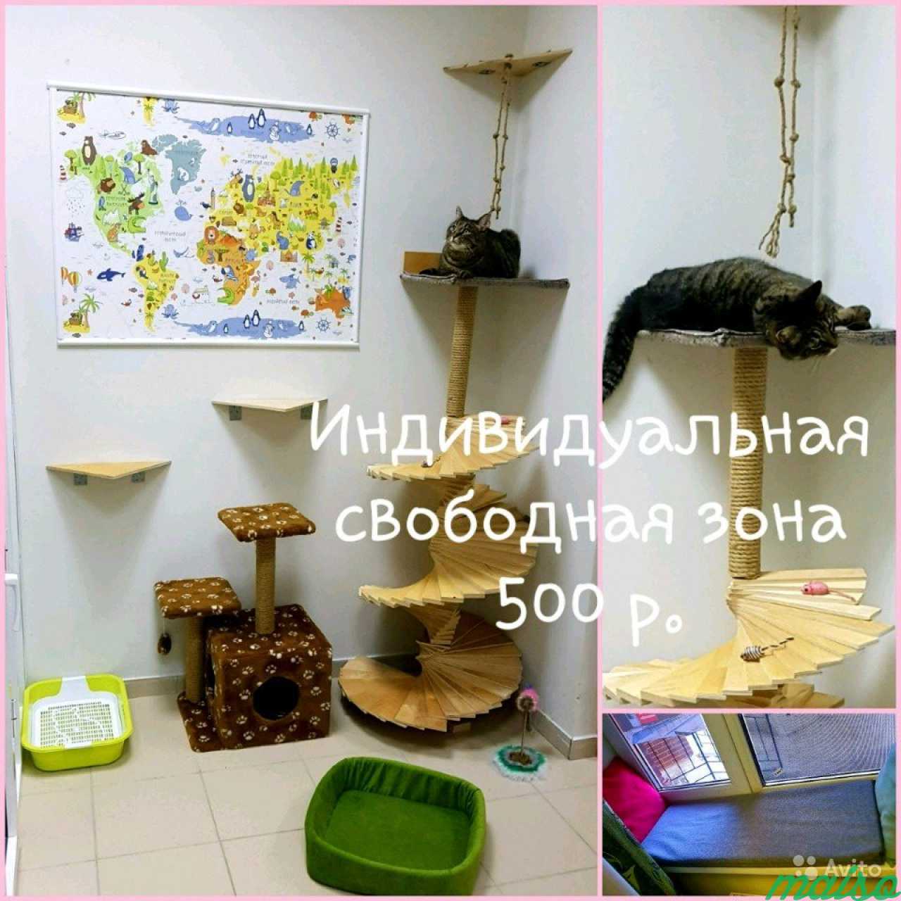Уютная Зоогостиница для Кошек и мелких грызунов в Санкт-Петербурге. Фото 9