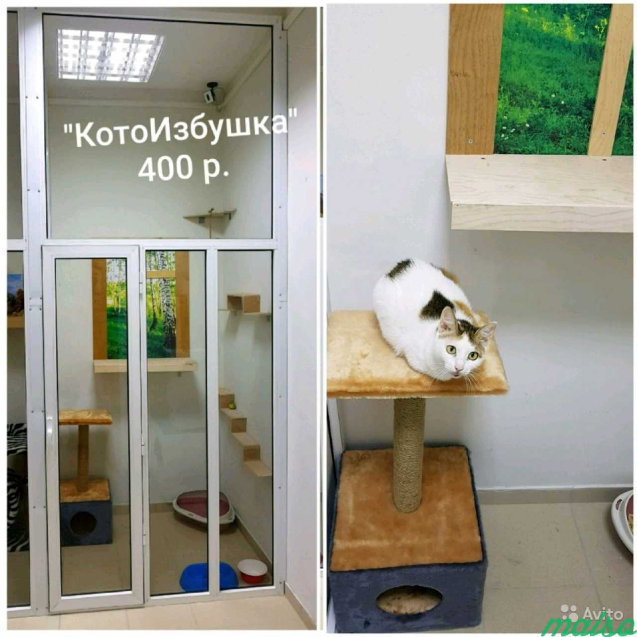 Уютная Зоогостиница для Кошек и мелких грызунов в Санкт-Петербурге. Фото 7