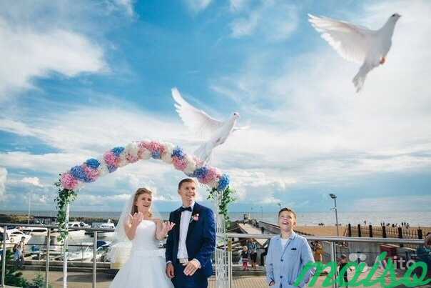 Голуби на свадьбу в Санкт-Петербурге. Фото 2