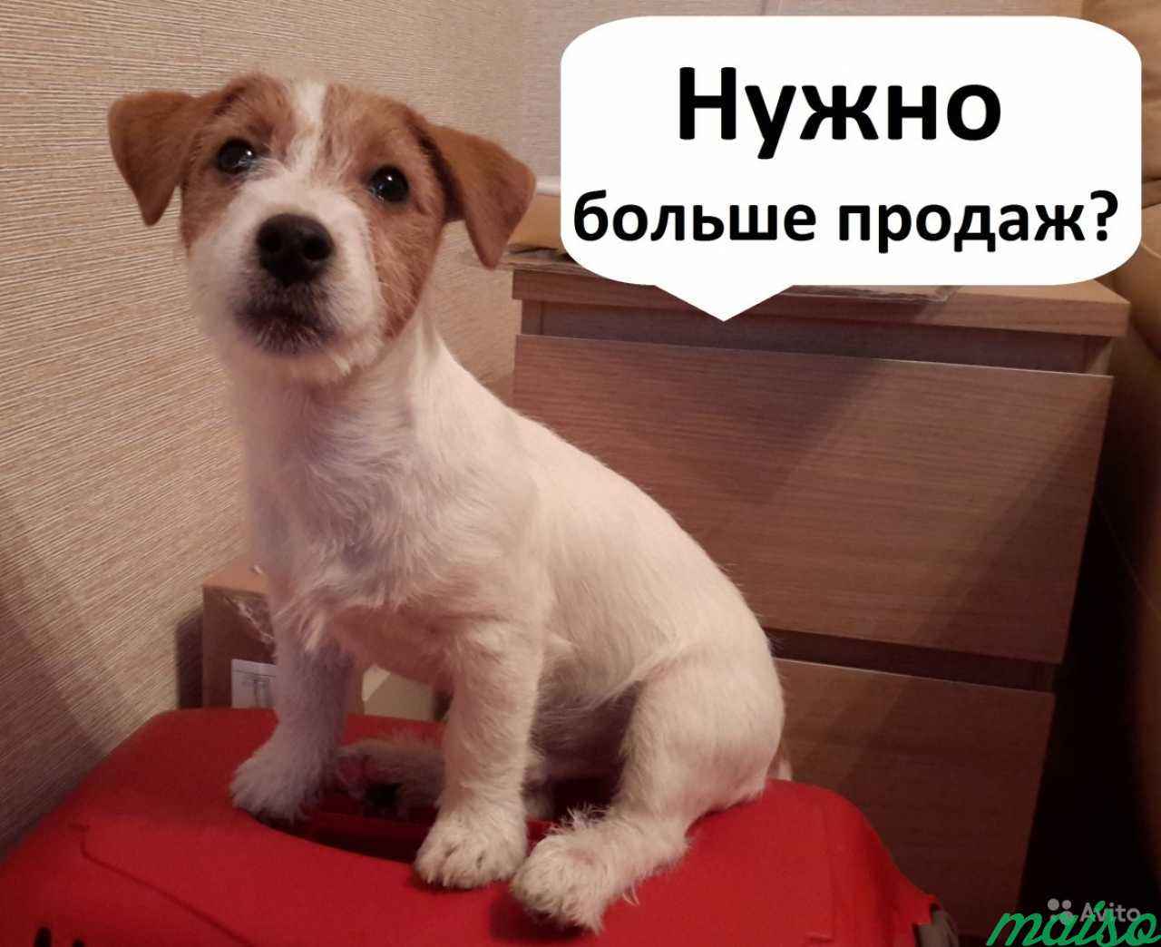 Не делаю рекламу ради рекламы. Яндекс Директ в Санкт-Петербурге. Фото 1