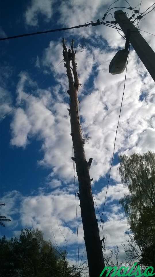 Спил, валка, удаление сложных, аварийных деревьев в Санкт-Петербурге. Фото 3