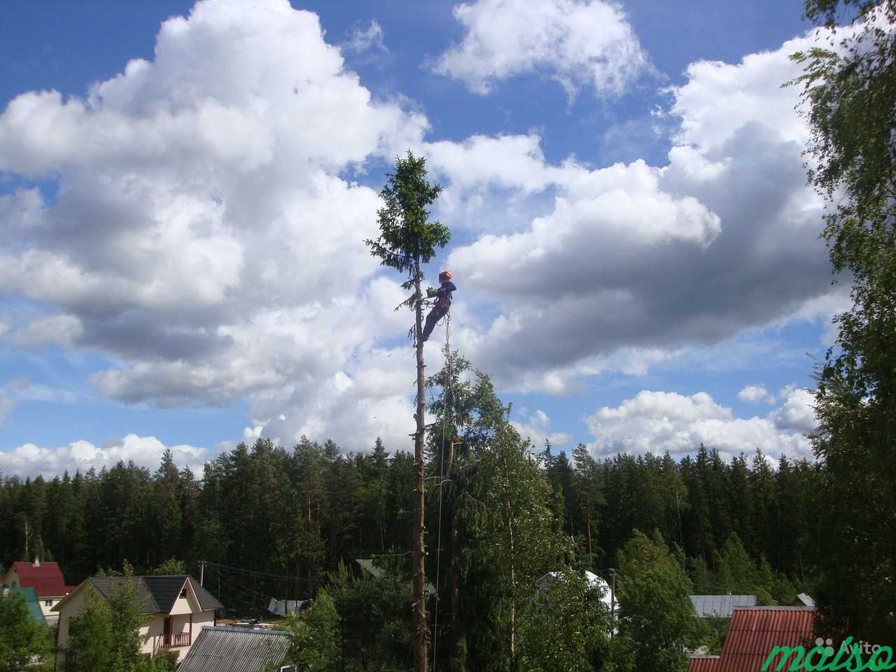 Валка сложных деревьев. спилить дерево частями в Санкт-Петербурге. Фото 8