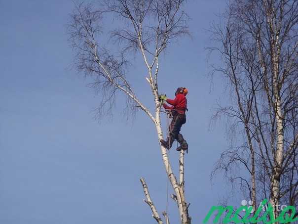 Валка сложных деревьев. спилить дерево частями в Санкт-Петербурге. Фото 6