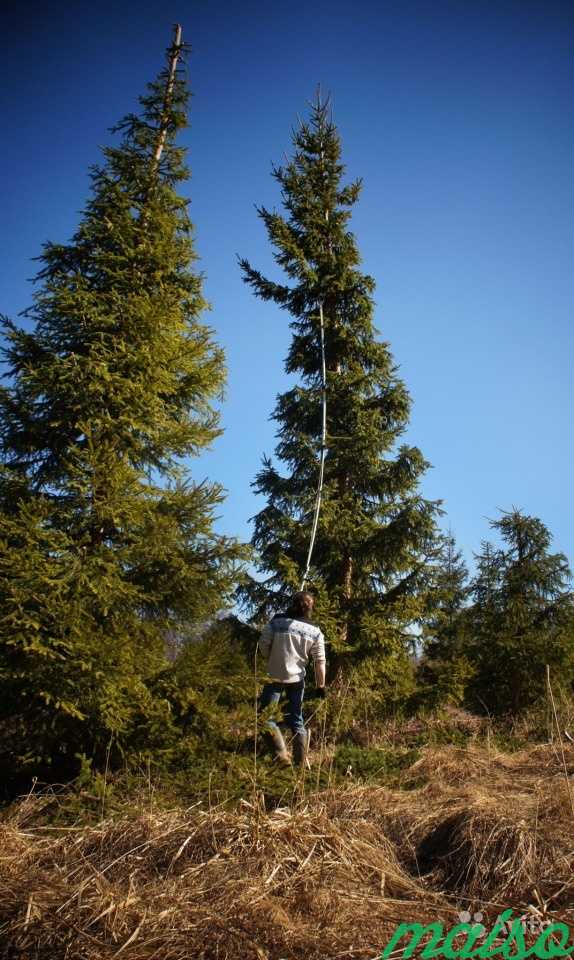 Стрижка и обрезка деревьев любой высоты, лечение в Санкт-Петербурге. Фото 1