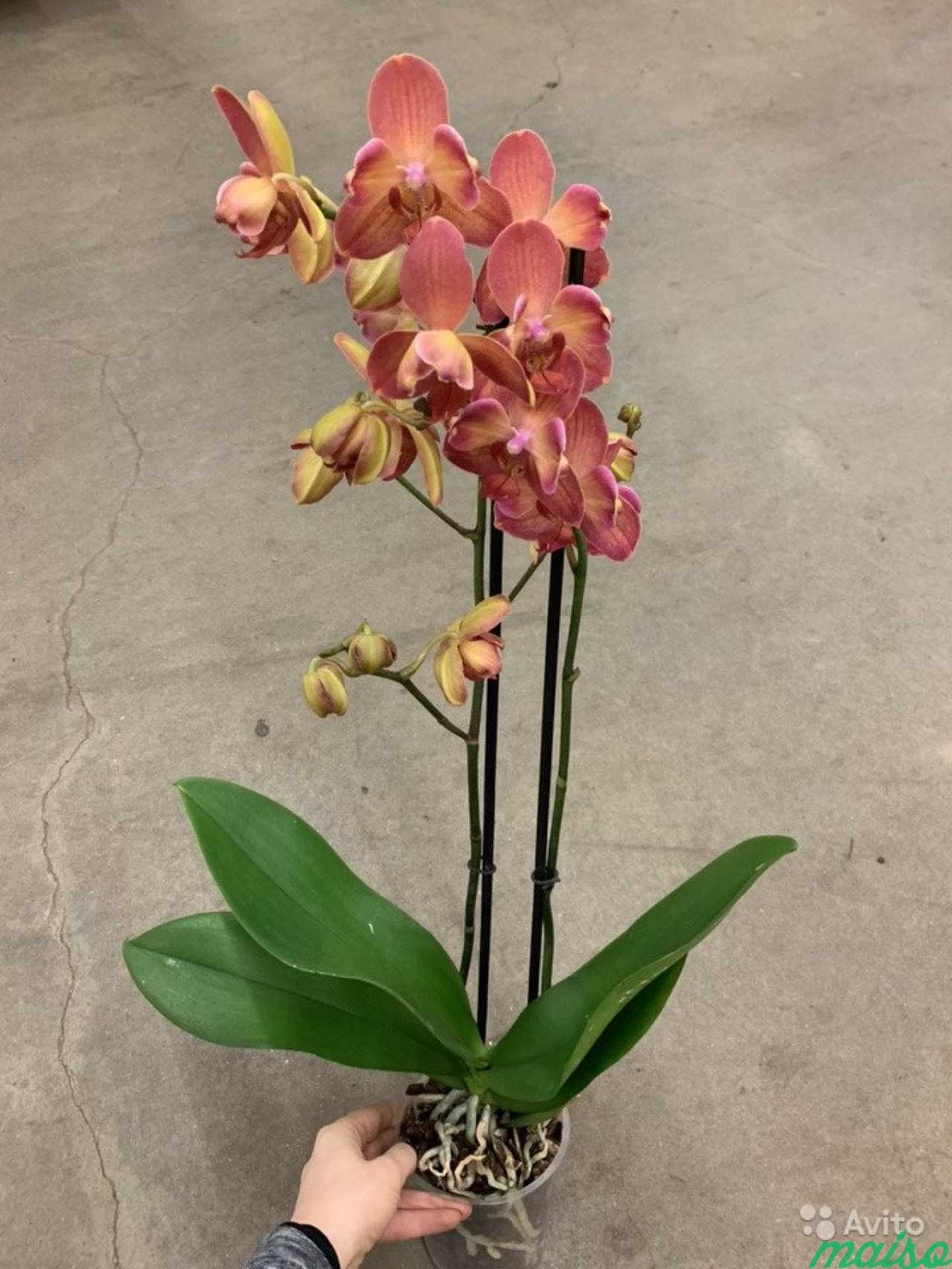 Phalaenopsis Монза