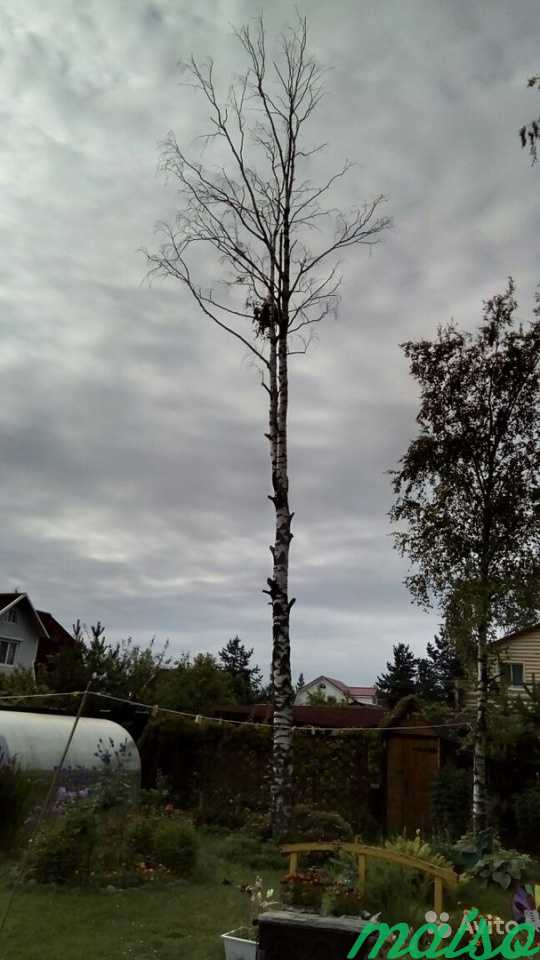 Валка,спил,кронирование деревьев любой сложности в Санкт-Петербурге. Фото 6