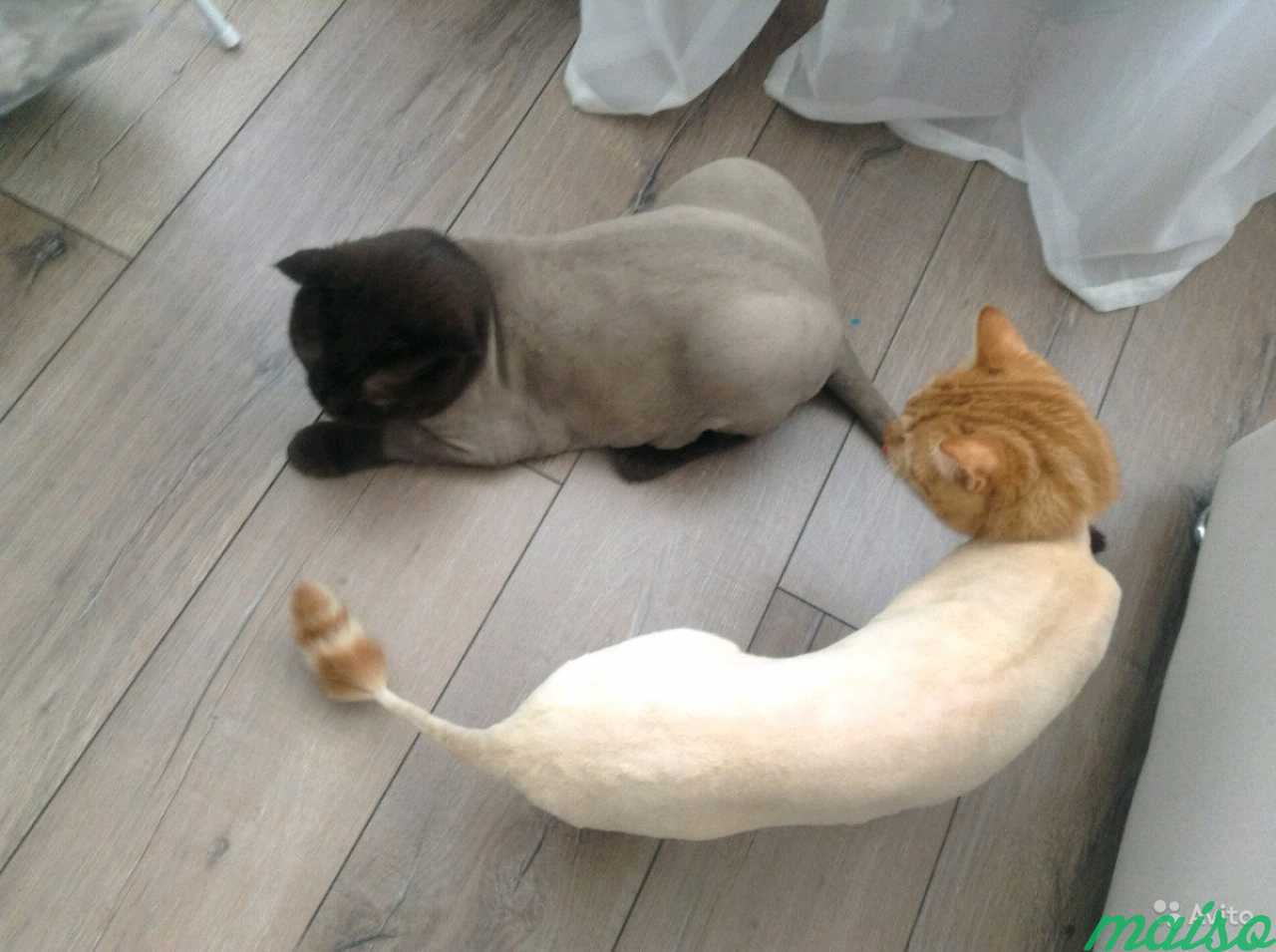 Стрижка кошек и котов с выездом на дом/груминг в Санкт-Петербурге. Фото 10