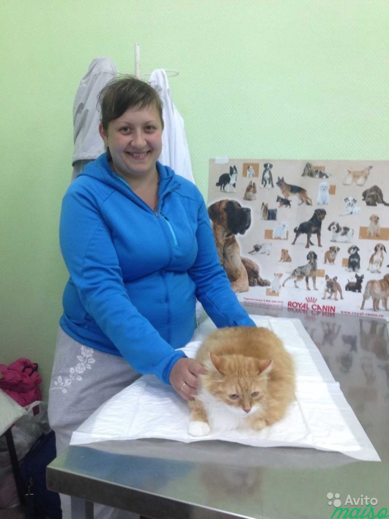 Стационар для котов с мочекаменной болезнью в Санкт-Петербурге. Фото 2