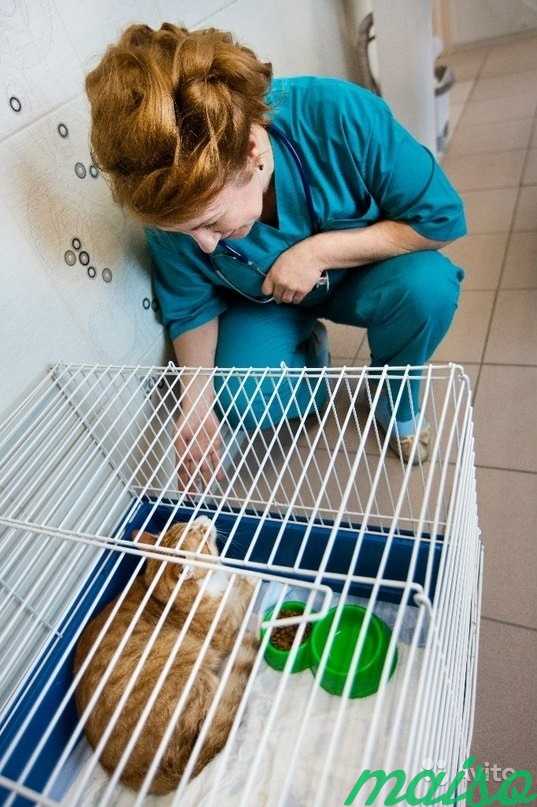 Стационар для котов с мочекаменной болезнью в Санкт-Петербурге. Фото 1