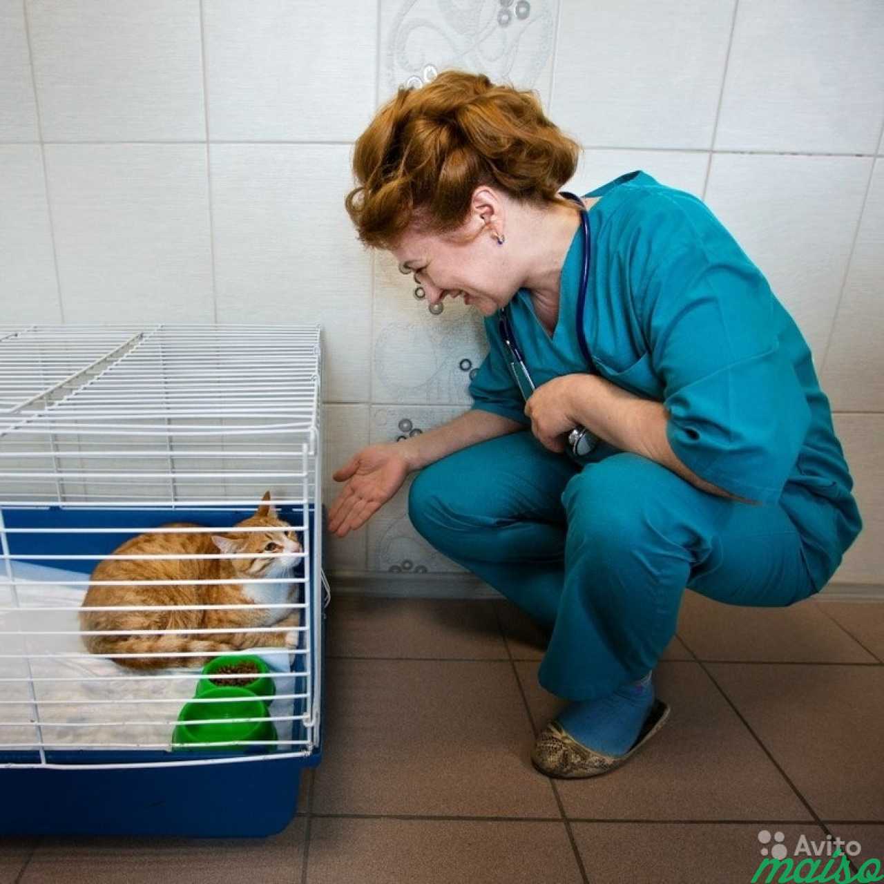 Вакцинация домашних животных кошки, собаки и пр в Санкт-Петербурге. Фото 2