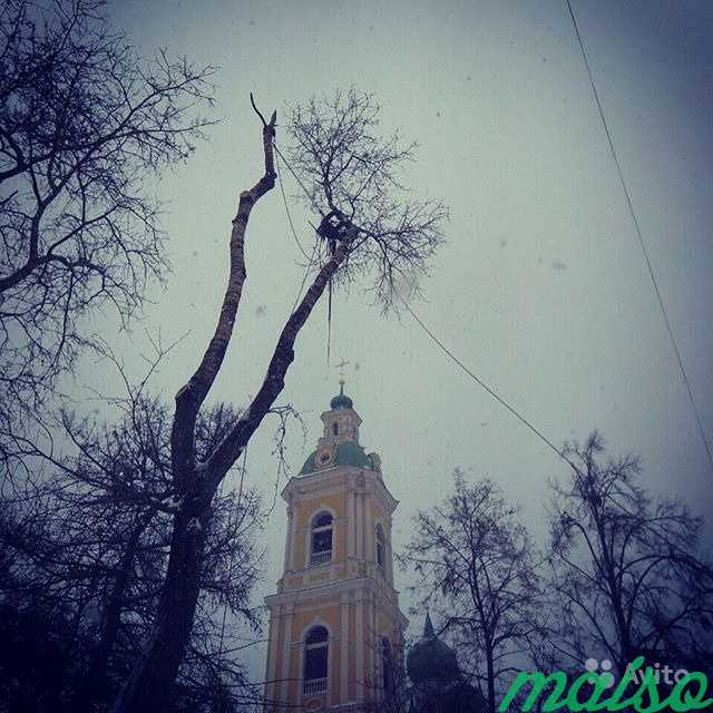 Валка, спил деревьев в Санкт-Петербурге. Фото 8