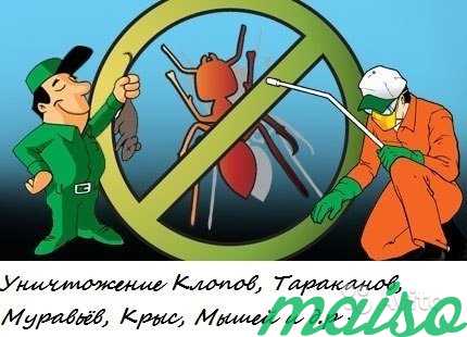 Дезинфектор по клопам,тараканам,осам,крысам в Санкт-Петербурге. Фото 1