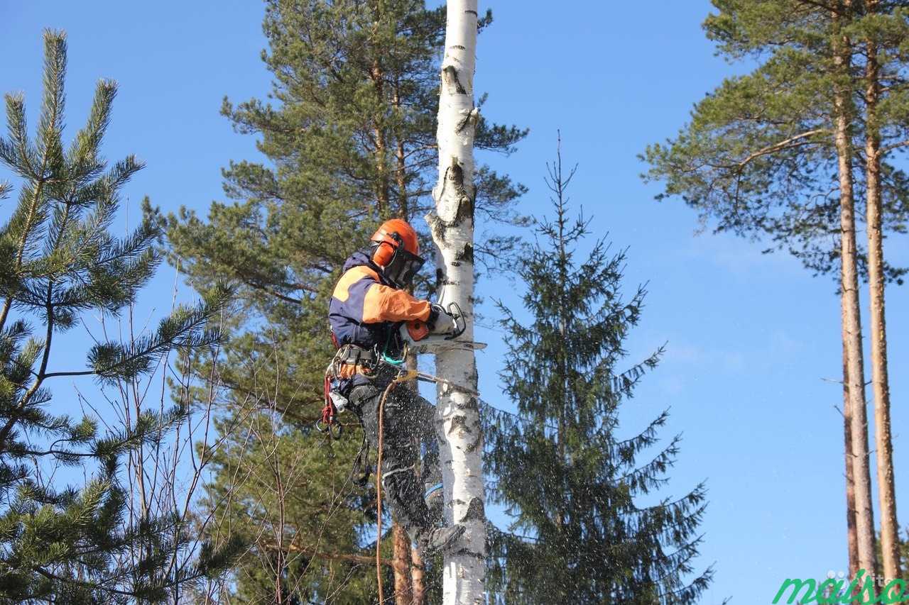 Спил деревьев любой сложности.распил на дрова бесп в Санкт-Петербурге. Фото 5