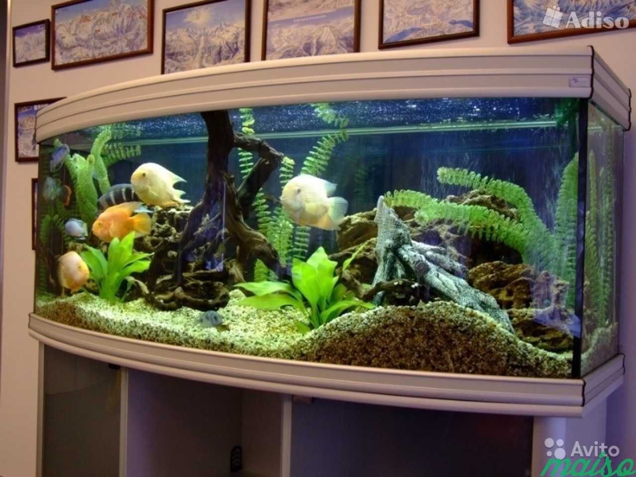 Обслуживание аквариумов в Санкт-Петербурге. Фото 3