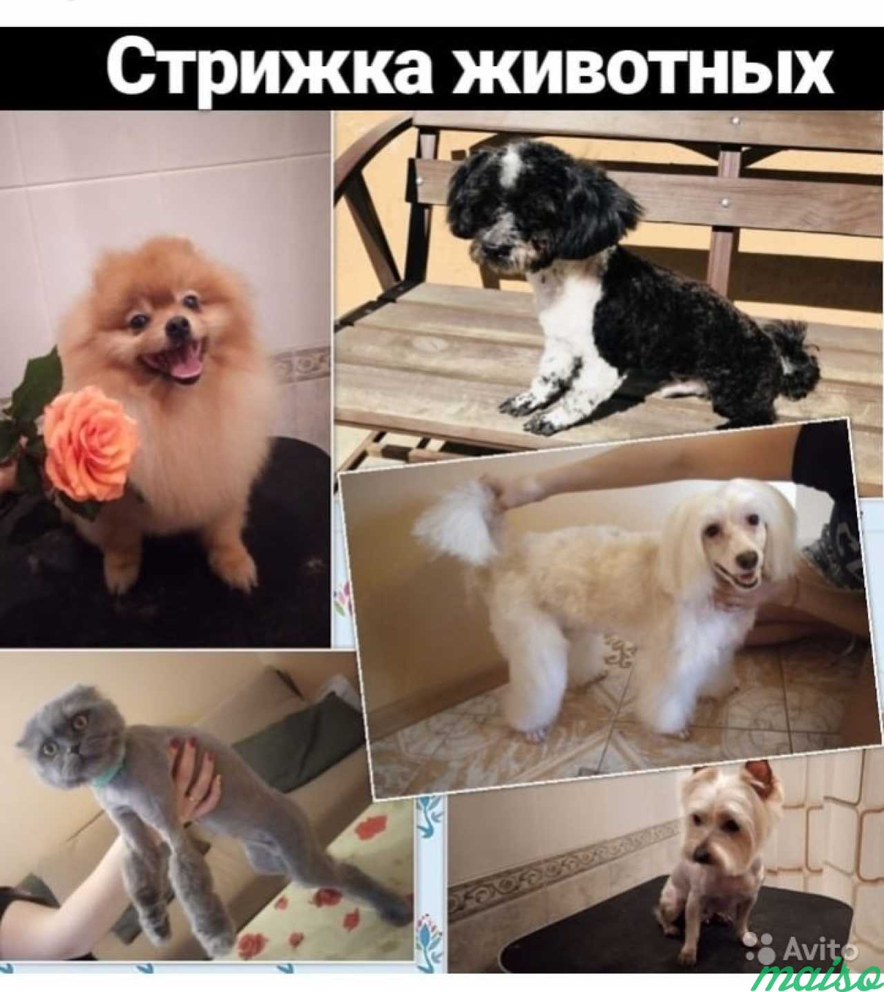 Стрижка кошек и собак. Тримминг в Санкт-Петербурге. Фото 3