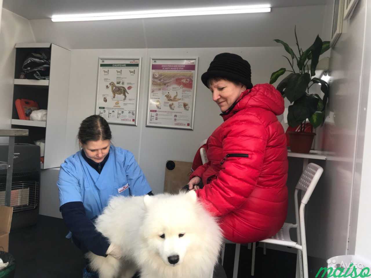 Заботливый ветеринарный врач для вашего питомца в Санкт-Петербурге. Фото 3