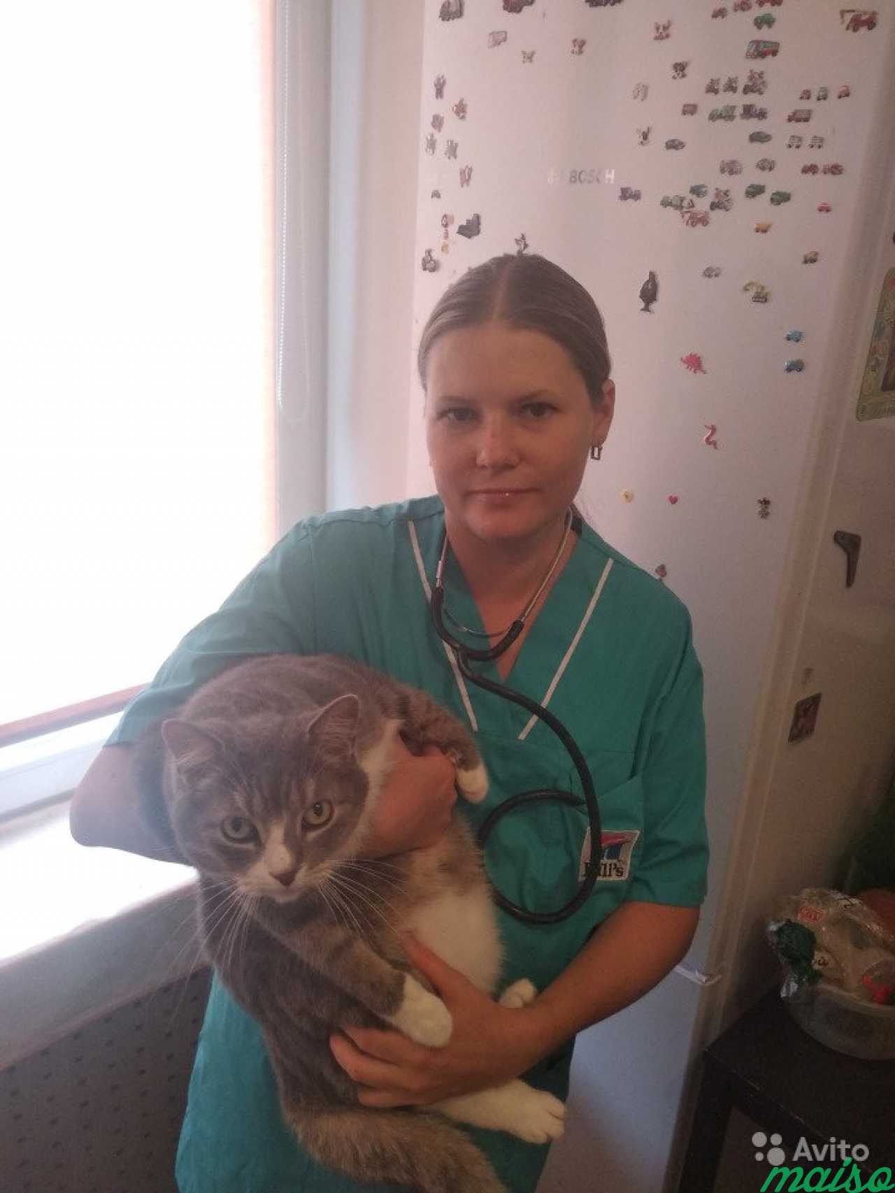 Заботливый ветеринарный врач для вашего питомца в Санкт-Петербурге. Фото 1
