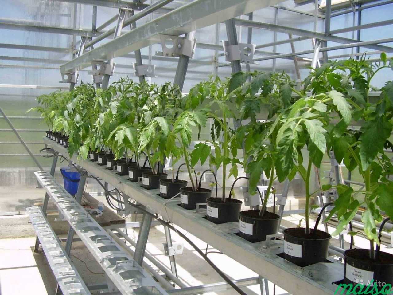 Технологии выращивания растений в регионе