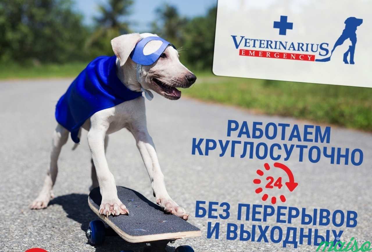 Ветеринарная помощь на дому быстро, качественно в Санкт-Петербурге. Фото 1