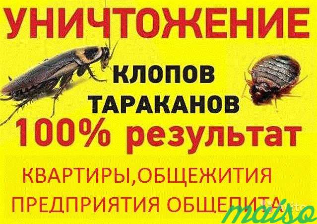 Уничтожение насекомых, грызунов. Проф. химия в Санкт-Петербурге. Фото 1