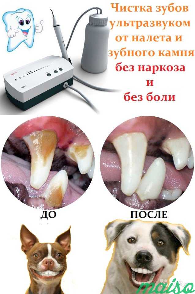 Ультразвуковая чистка зубов собакам в Санкт-Петербурге. Фото 1