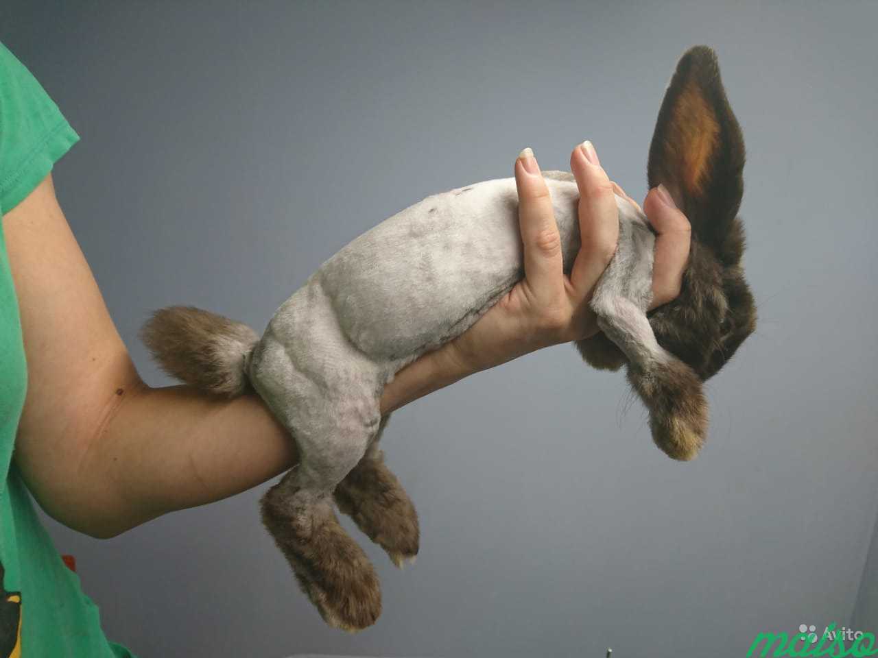 Подстричь кролика в балашихе