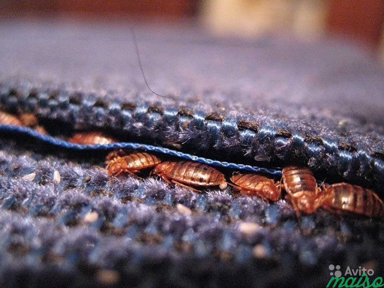Тараканы в диване откуда