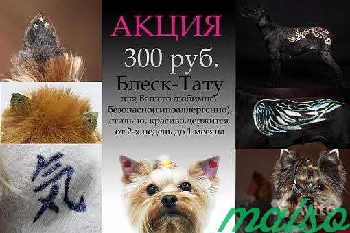 Стрижка кошек и собак,вакцинация в Санкт-Петербурге. Фото 4