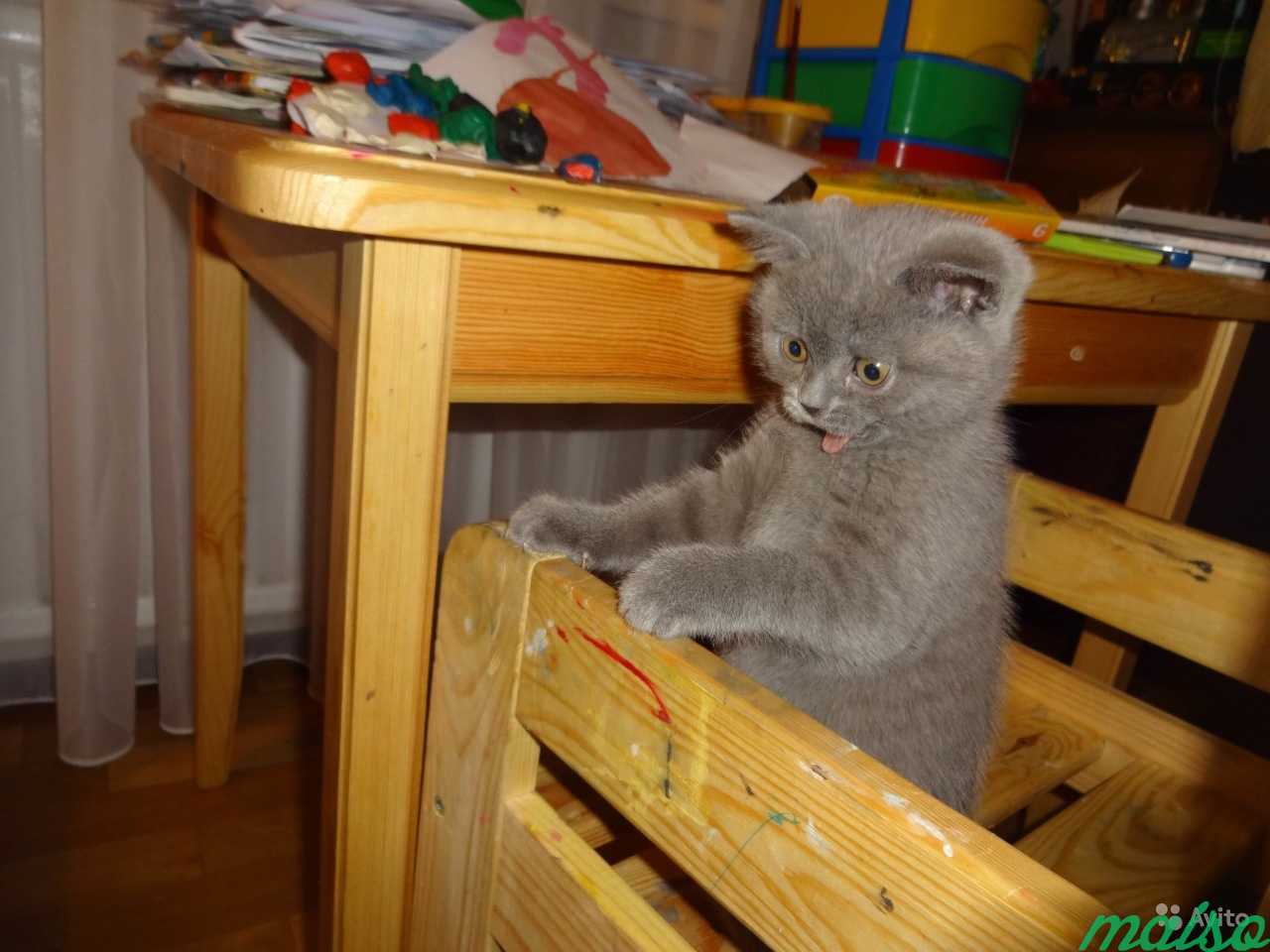 Британский кот ищет кошку для вязки в Санкт-Петербурге. Фото 4