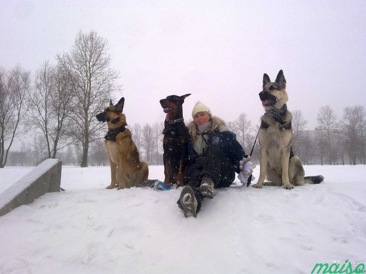 Передержка и дрессировка собак в Санкт-Петербурге. Фото 8