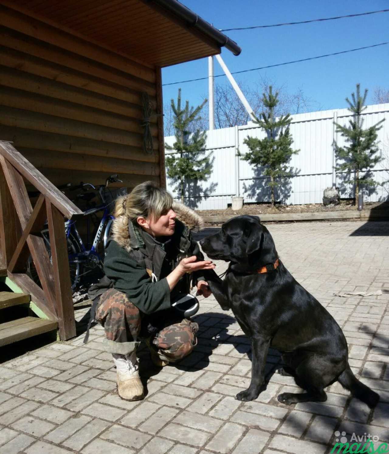 Передержка и дрессировка собак в Санкт-Петербурге. Фото 3