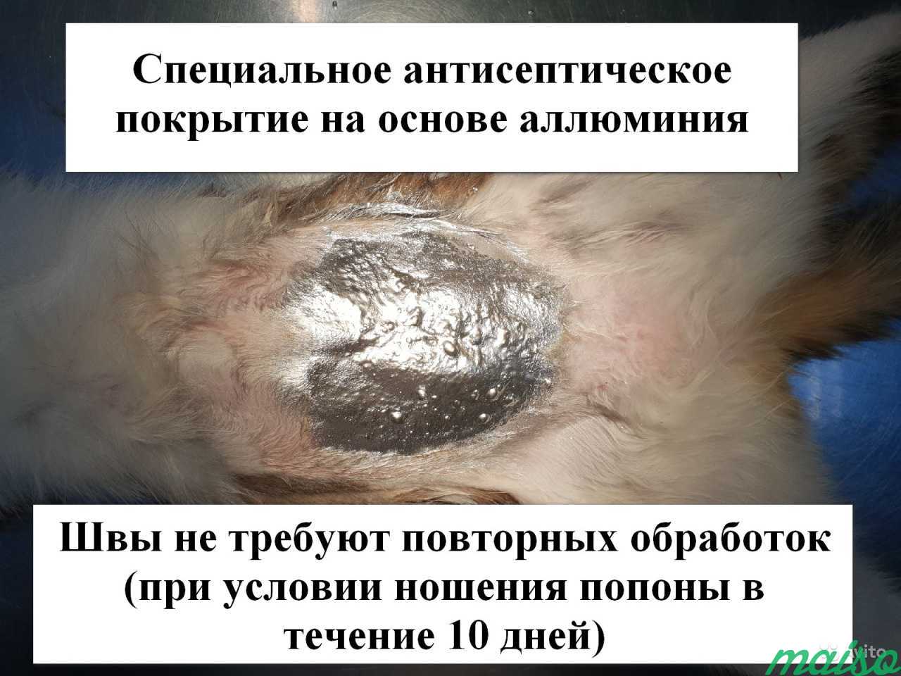 Ветеринарный врач. Стерилизация кошки на дому в Санкт-Петербурге. Фото 3