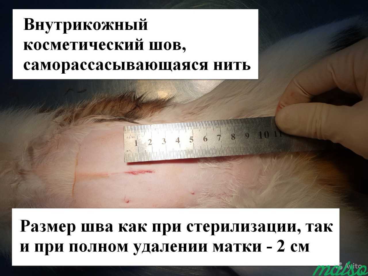 Ветеринарный врач. Стерилизация кошки на дому в Санкт-Петербурге. Фото 2