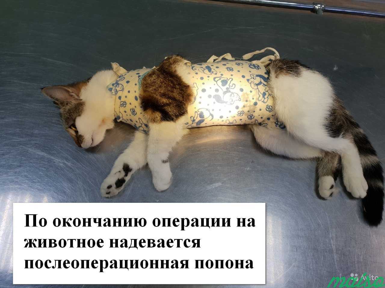 Ветеринарный врач. Стерилизация кошки на дому в Санкт-Петербурге. Фото 4