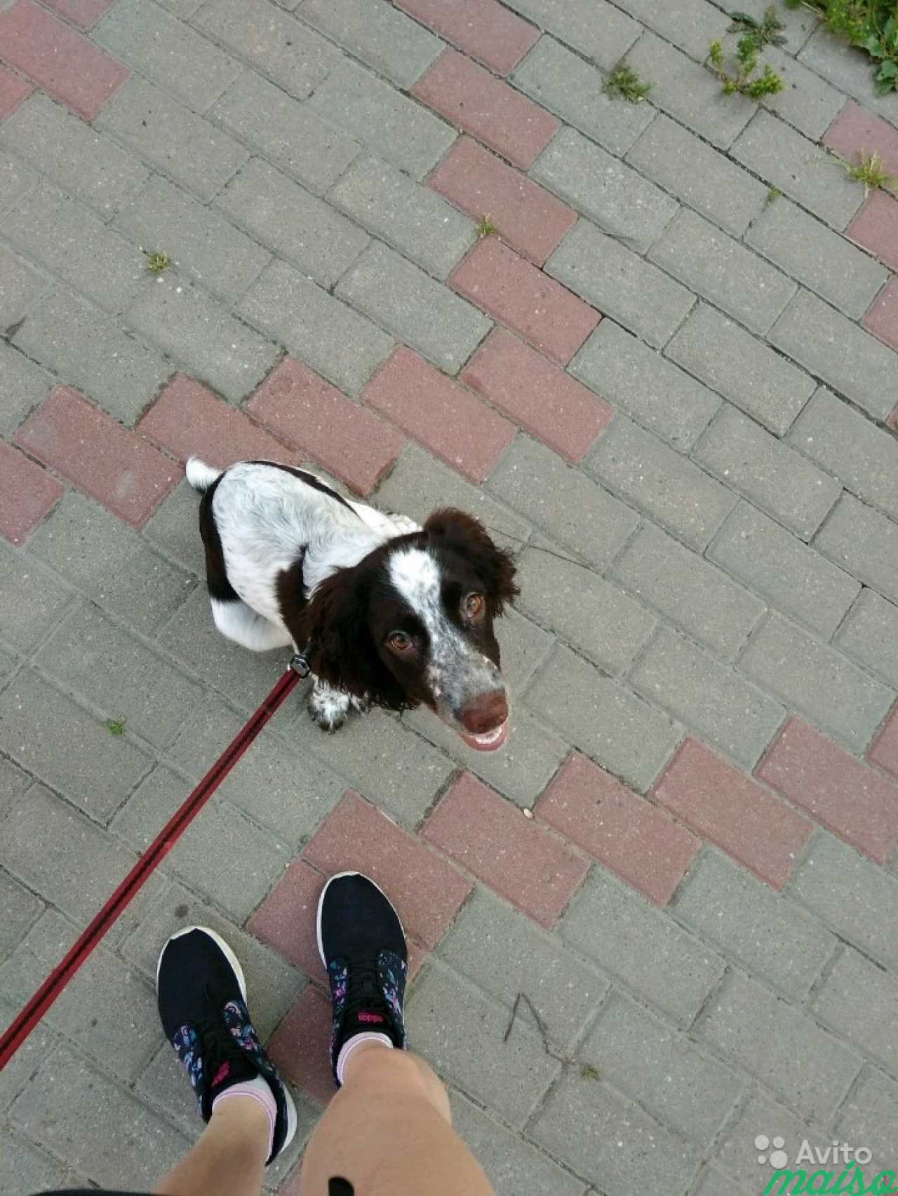 Выгул собаки в Санкт-Петербурге. Фото 1