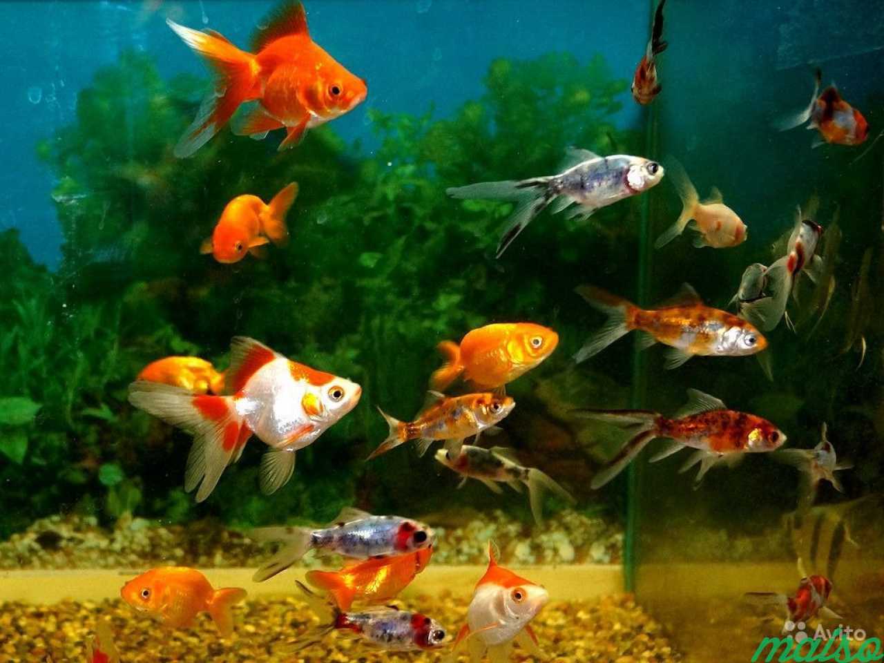 Увидел рыбок в аквариуме. Рыбки для аквариума. Золотая рыбка. Красивые рыбки для аквариума. Аквариумные рыбки в аквариуме.