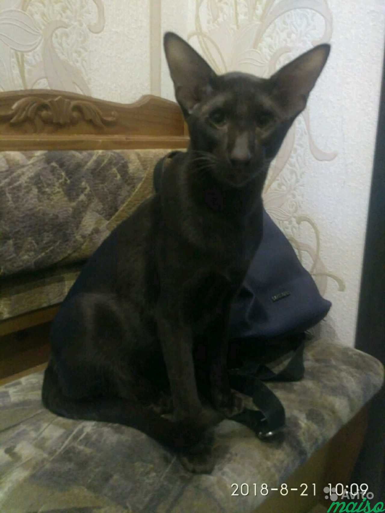 Вязка ориентального кота в Санкт-Петербурге. Фото 3