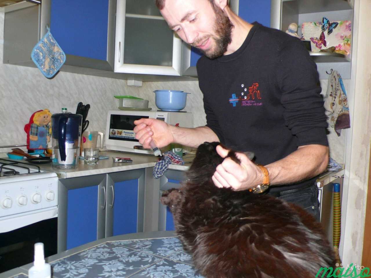 Ветеринарный врач на дом в Санкт-Петербурге. Фото 1