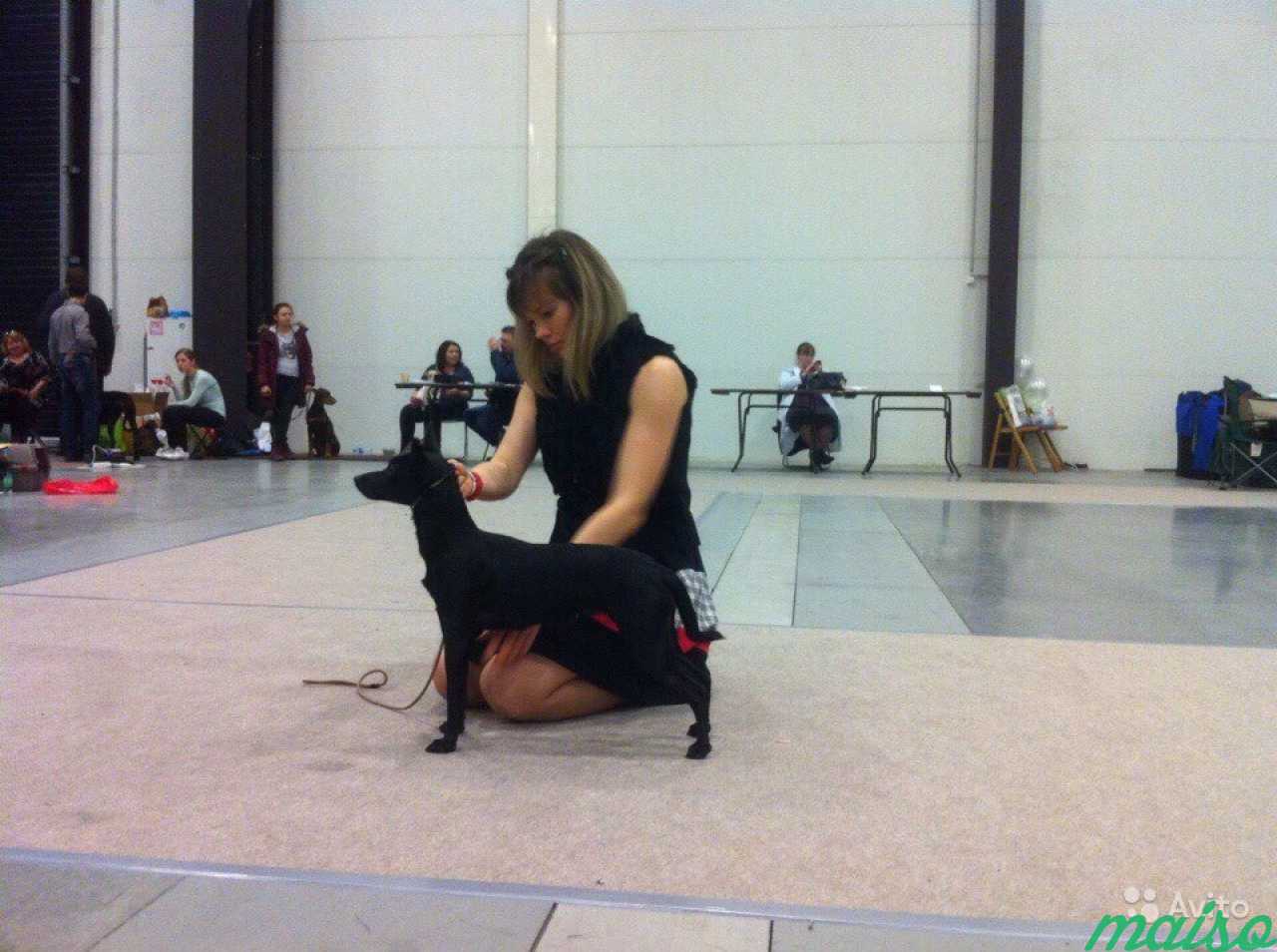 Хендлер, показ собак на выставках в Санкт-Петербурге. Фото 2