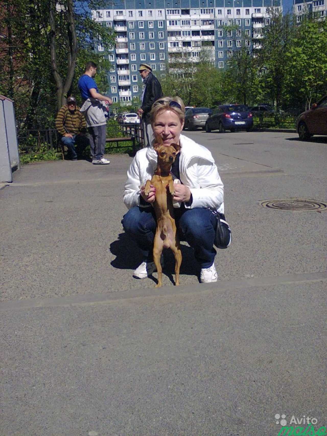 Присмотр за животными на время вашего отсутствия в Санкт-Петербурге. Фото 2
