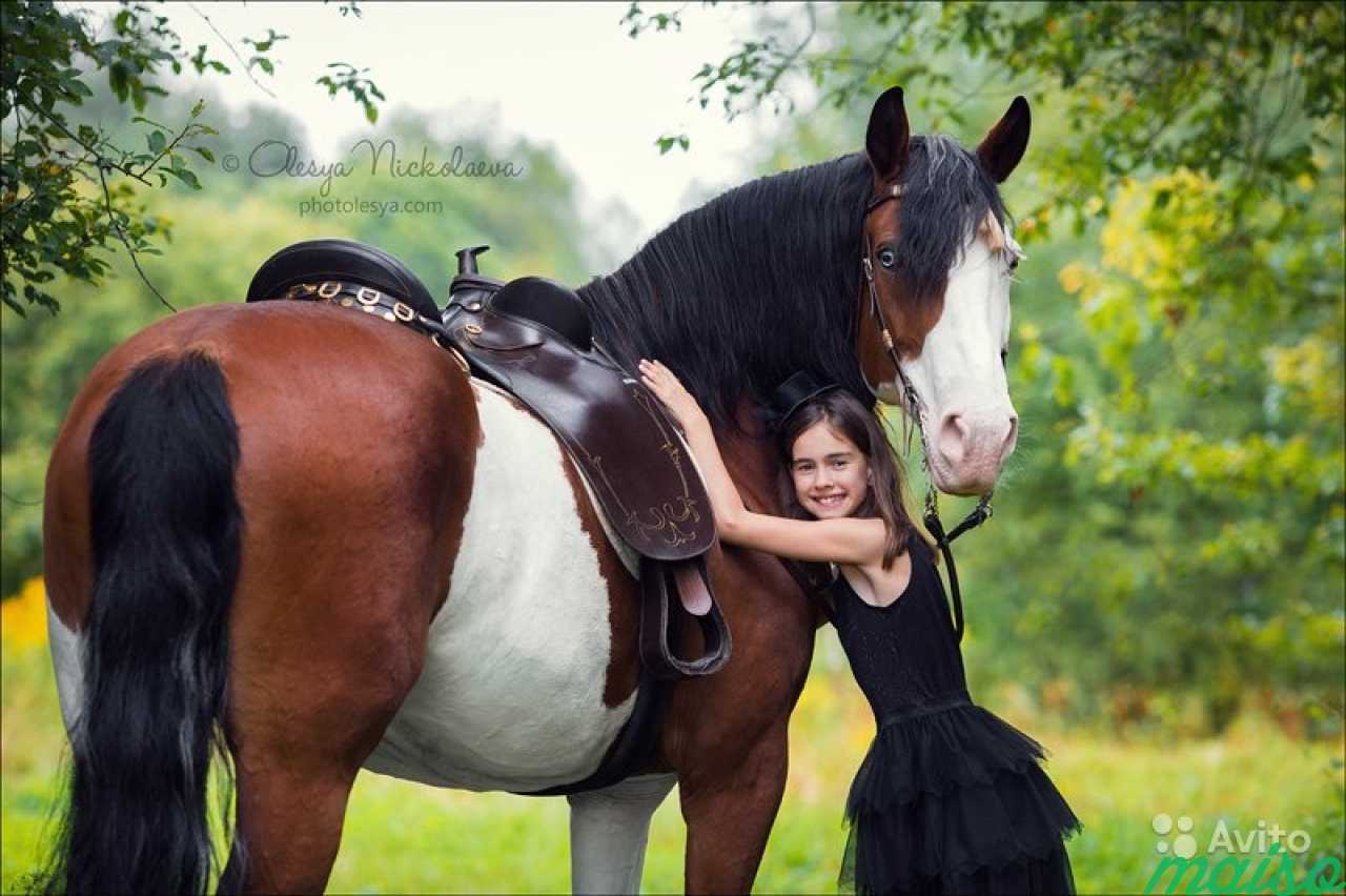 Лошади красивые с людьми
