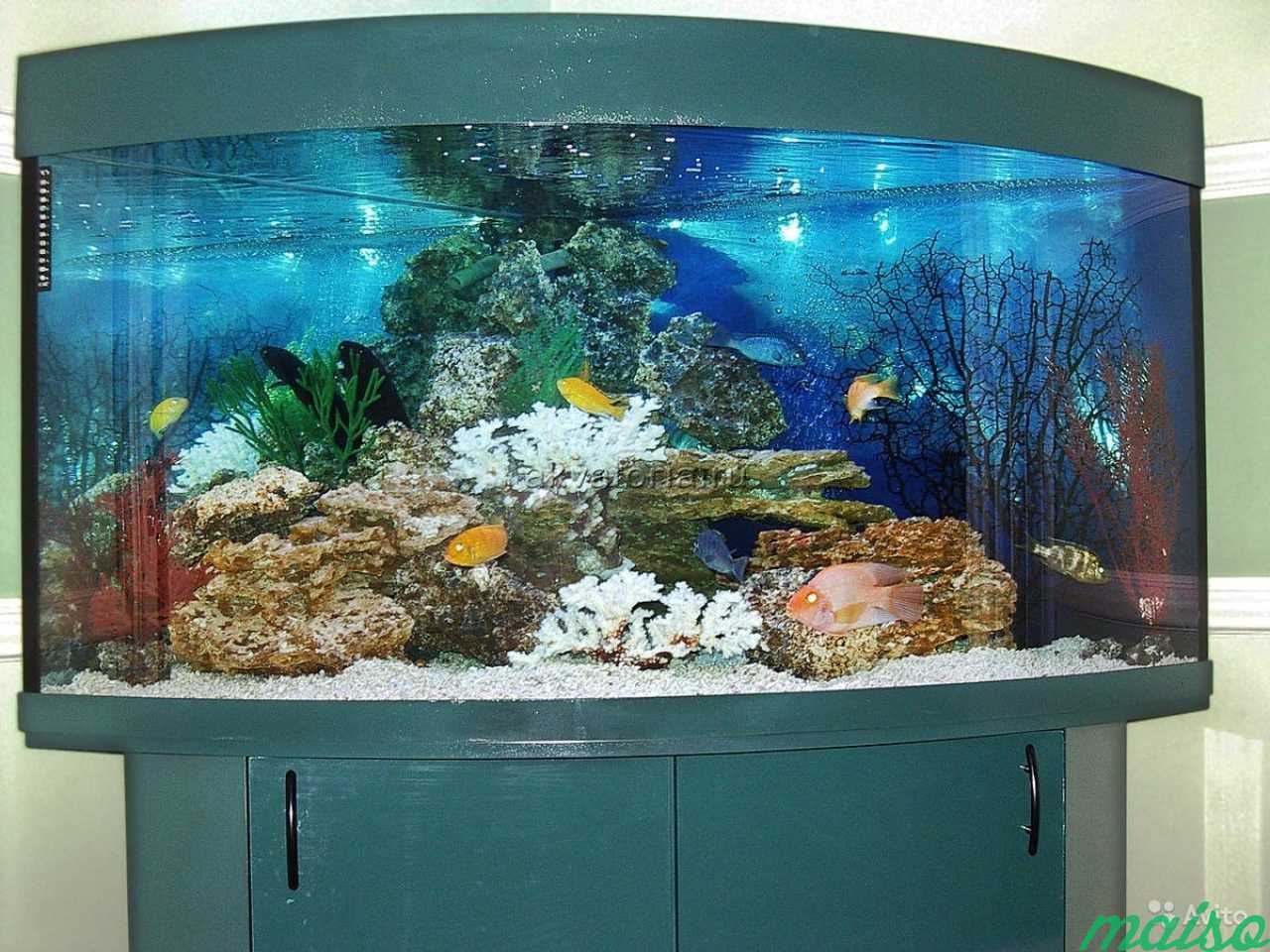 Обслуживание аквариумов в Спб в Санкт-Петербурге. Фото 2