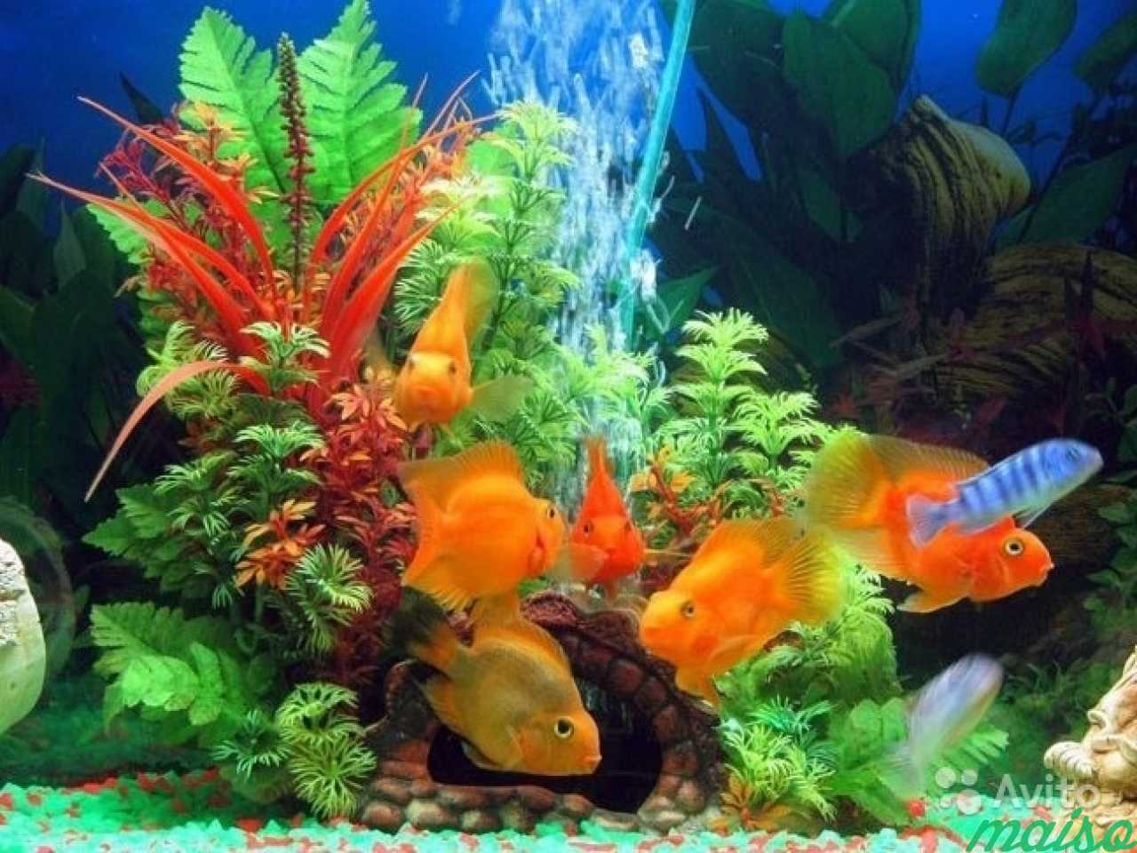 Аквариум ч рыбками. Рыбки для аквариума. Красивые рыбки для аквариума. Красивый аквариум с рыбками и растениями. Аквариумные рыбки в аквариуме.