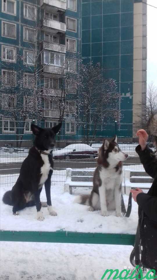 Дрессировка собак в Санкт-Петербурге. Фото 3