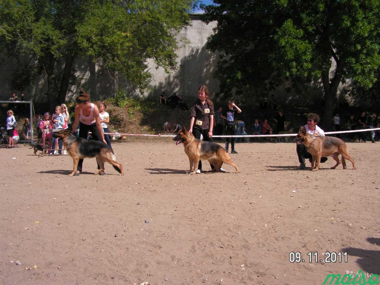 Выгул, дрессировка собак во всех районах в Санкт-Петербурге. Фото 5